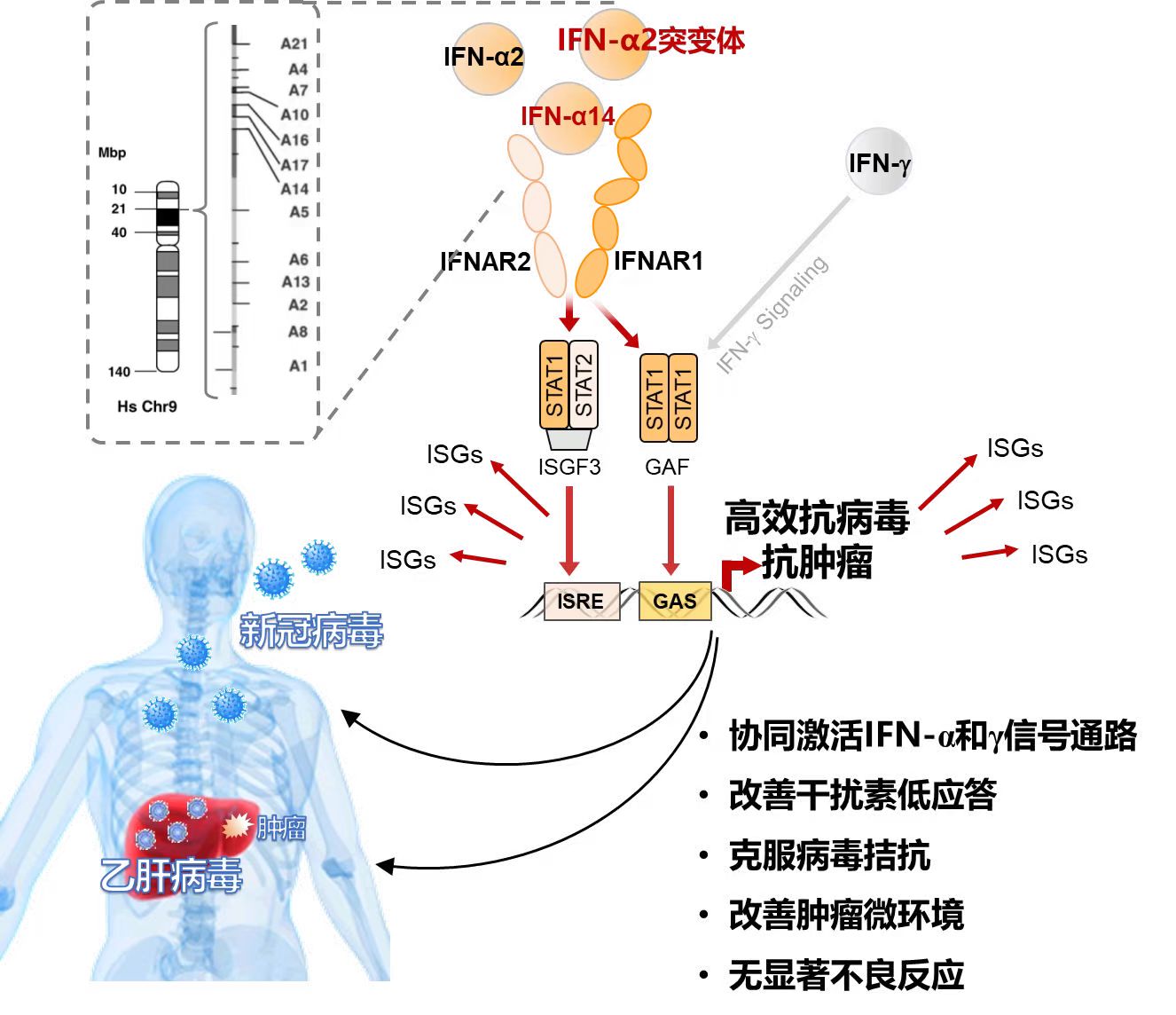 上海市病原微生物与感染前沿科学研究基地成果1-乙肝1.jpg